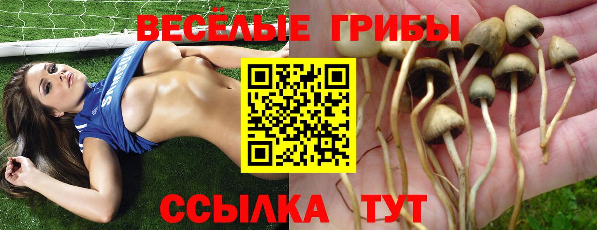 Псилоцибиновые грибы Psilocybe Киреевск